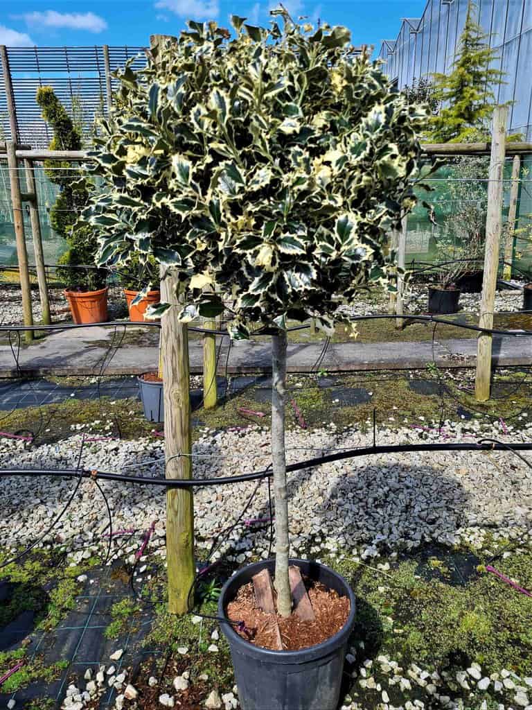 Ilex aquifolium 'Aureo Marginata' 125-150 cm